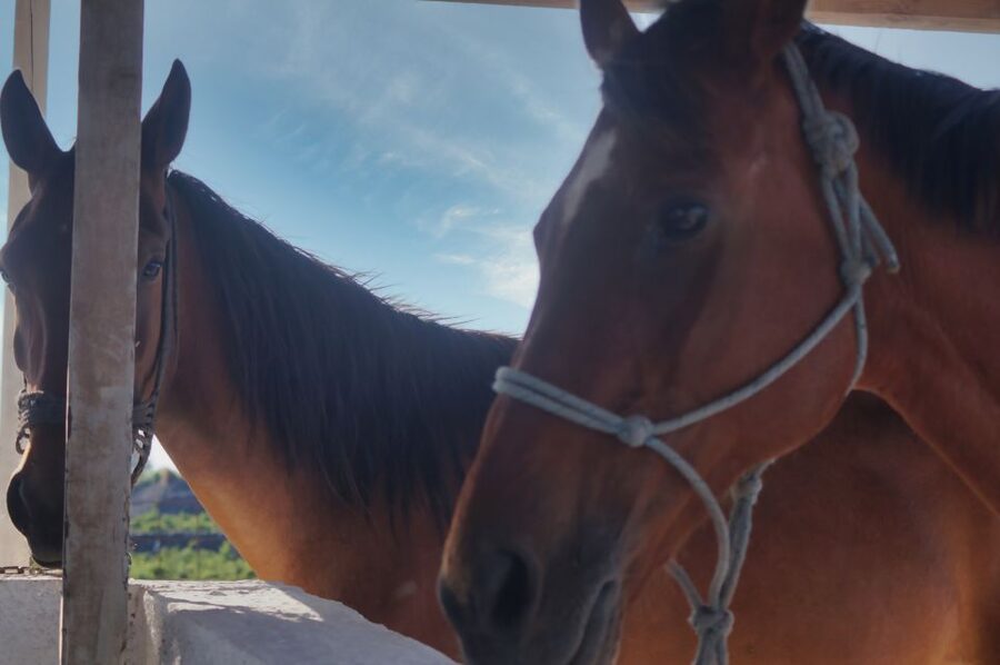 Akrotiri: Guided Horseback Riding Day Trip to a Beach - Logistics that matter: transfers, the dirt road, and arriving without stress