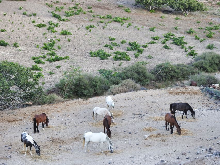 Akrotiri: Guided Horseback Riding Day Trip to a Beach - How the pace works for beginners (and for people who want more)