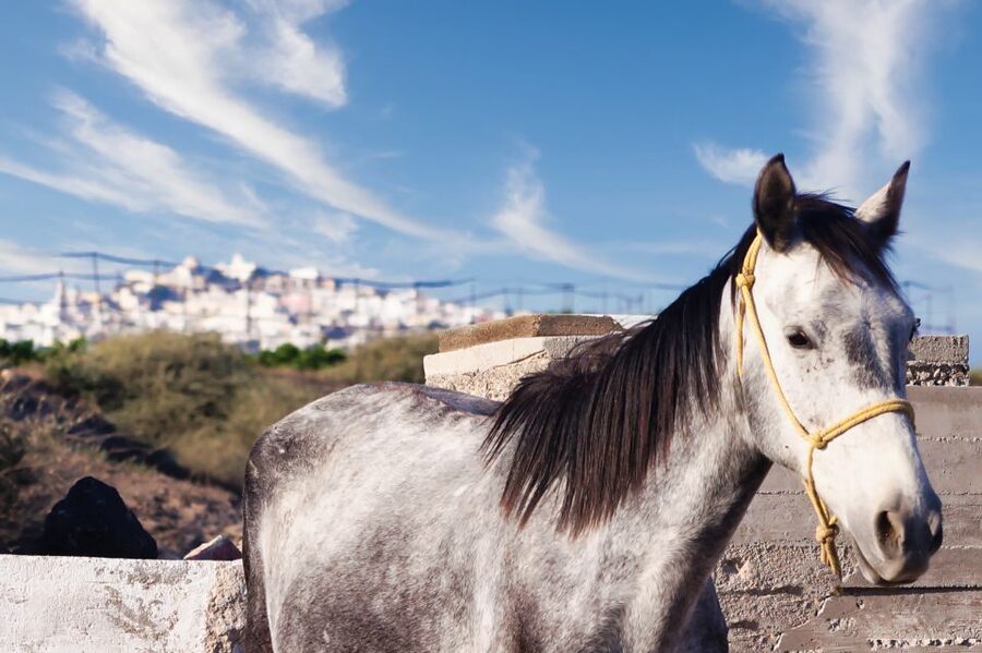 Akrotiri: Guided Horseback Riding Day Trip to a Beach - Meeting the team: welcome, instructions, and safety first