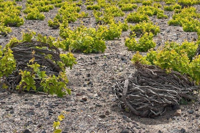 Complete Santorini Wine Experience - Timing, Weather, and What to Expect Day-of