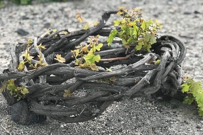 Explore Wine in Santorini Wine tasting in 3 wineries and brewery - The big idea: wine and beer, with volcanic context