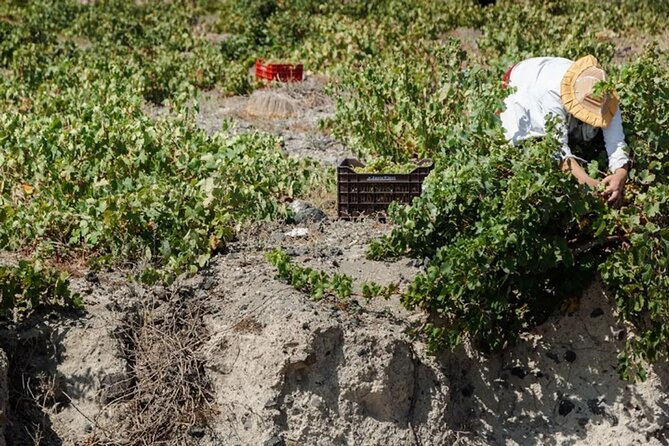 Local Life and Flavors Photo Private Tour - Why this photo-first private tour fits Santorini
