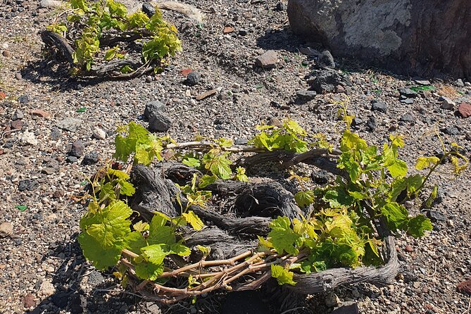 Premium Wine Tasting with Caldera Views - Where the tasting happens, Imerovigli caldera views included