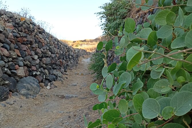 Private Olive Oil tasting & Liqueur experience - Raisin liqueur, explained from grow to infusion