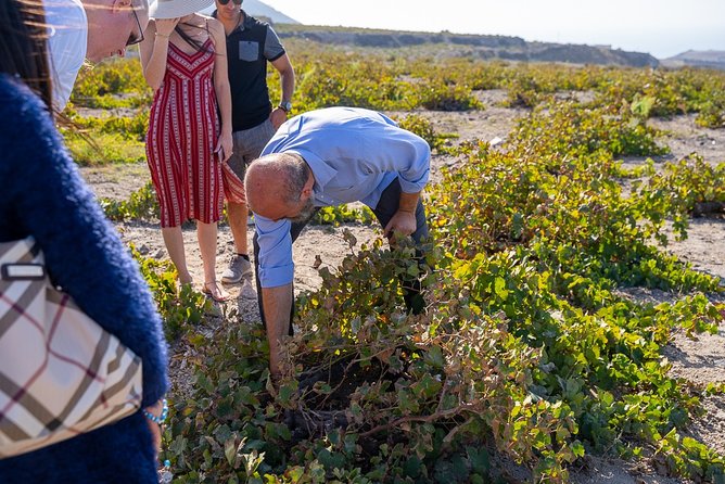 Private Santorini Wine Roads Tour with Tastings - Volcanic winemaking in plain language, not wine homework