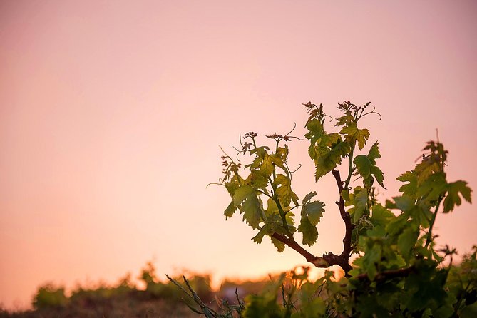Private Santorini Wine Roads Tour with Tastings - Price and value for a group of up to two