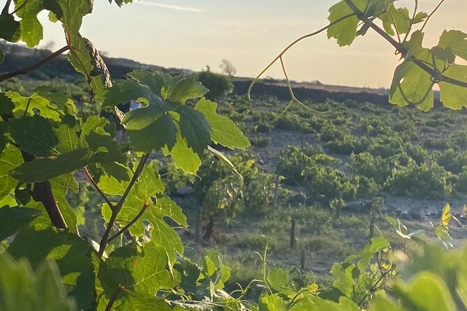 Private Sunset Wine Tour – Caldera Views & Premium Tastings - Who this private sunset wine tour suits best