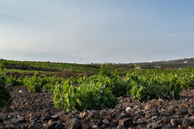 Private Wine Adventure Tour in the Most Distinct Wineries - Key highlights you will actually use
