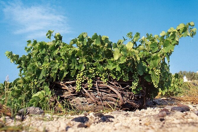 Private Wine Tour in Santorini - Key Highlights You Will Actually Care About