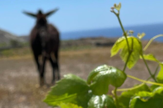 Private Wine Tour in Santorini - Wine Museum Koutsogiannopoulos: A Cave 8 Meters Underground