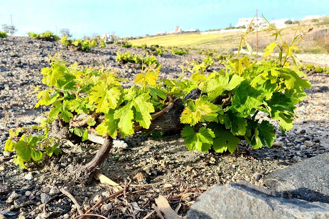 Sanotini Oia Wine Tasting and Local Places Half Day Tour - Stop 3: Estate Argyros and the Modern Vineyards