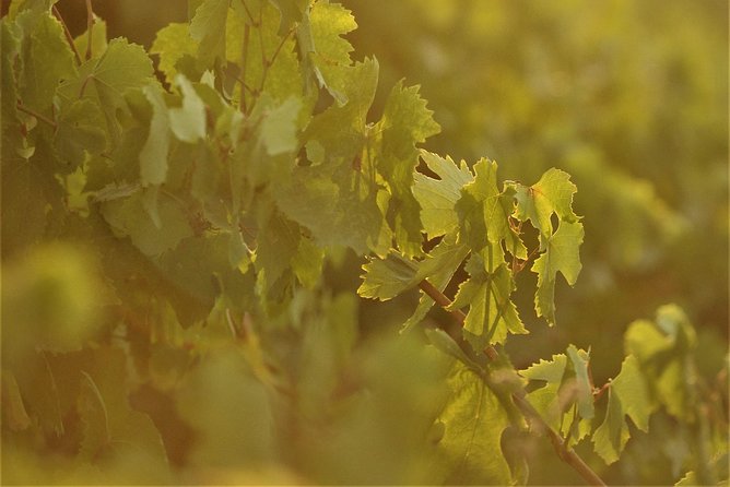 Santorini 3-Winery Tour with 12 Wine Tastings and Oia Sunset - Price and Value Check for $181.48 Per Person