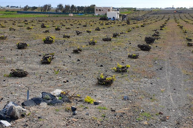 Santorini: 4hr Private Wine Tasting Tour - How the tour runs: three one hour winery visits, plus travel