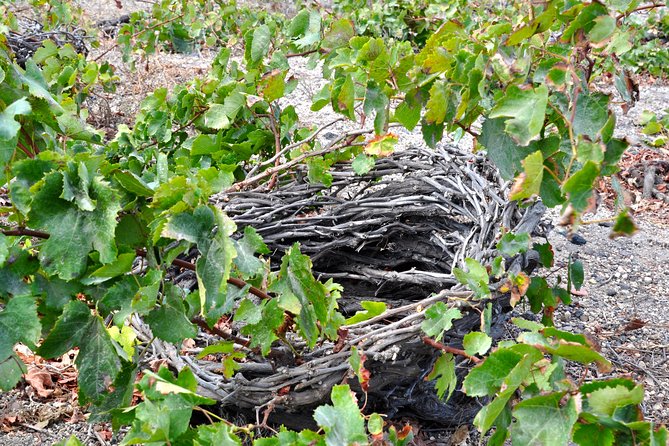 Santorini: 4hr Private Wine Tasting Tour - Price and value for a 4 hour private Santorini wine tour