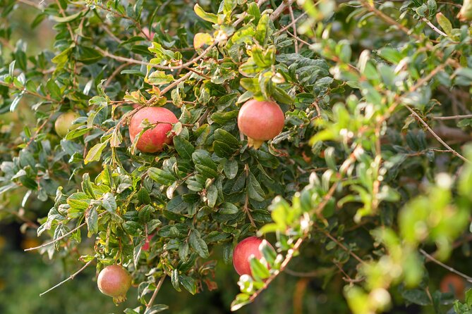 Santorini 5 Hour Private Oia Tour & Lunch/Dinner at a Local Farm - Price and value: what you’re really paying for