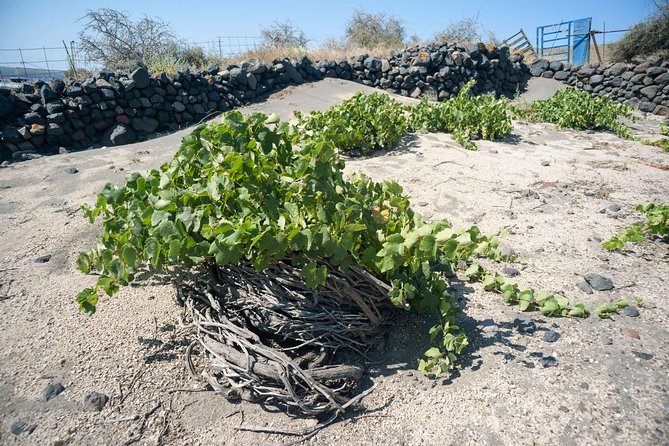 Santorini Archaeology and Wine Small-Group Tour with Tastings - Pickup logistics in Santorini: where the day can go right or wrong