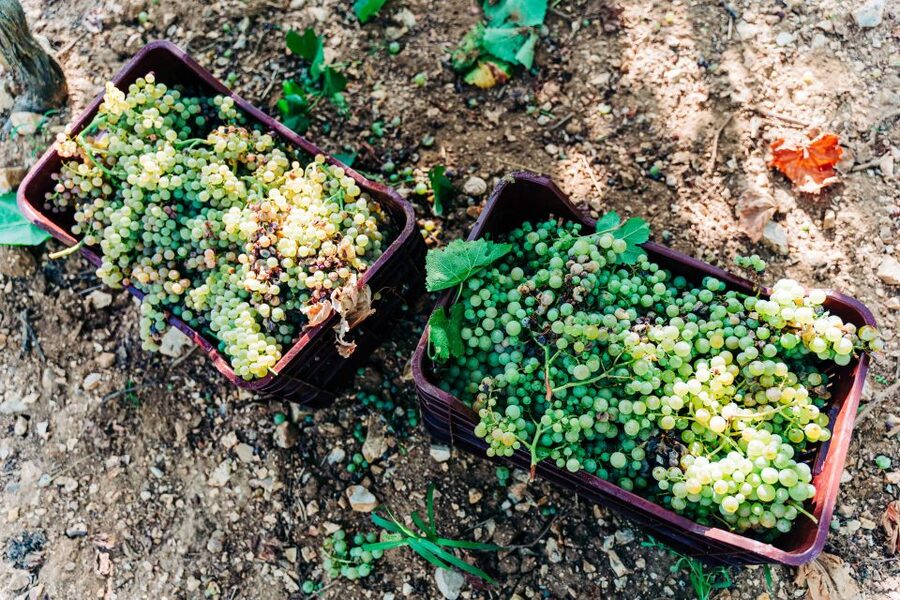 Santorini: Greek Cooking Class with Wine Tasting - Entering Greek Cooking Mode with a Local Chef