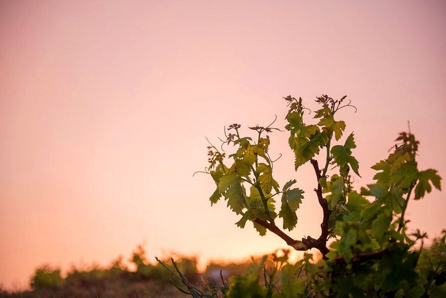 Santorini: Greek Food & Wine Tasting Tour - Understanding Santorini viticulture without getting wine-snobby