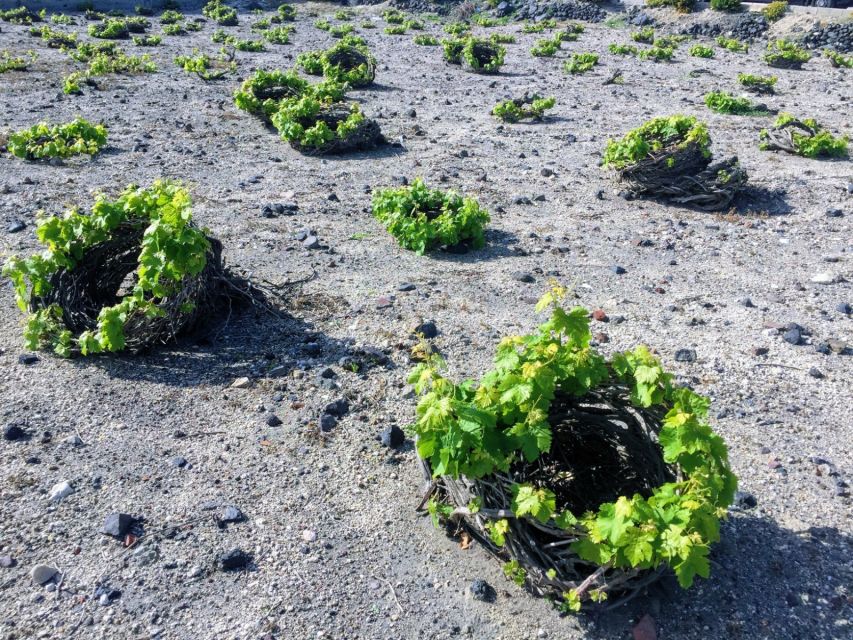 Santorini: Guided Tour to 3 Wineries with Wine Tastings - Estate Argyros: Big Name Winery, Big Views, Guided Tastings