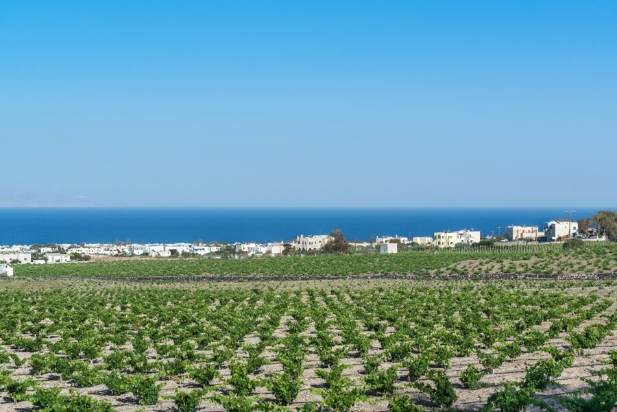 Santorini: Guided Wineries Private Tour with Wine Tastings - Why Santorini Wine Feels Different From the First Sip