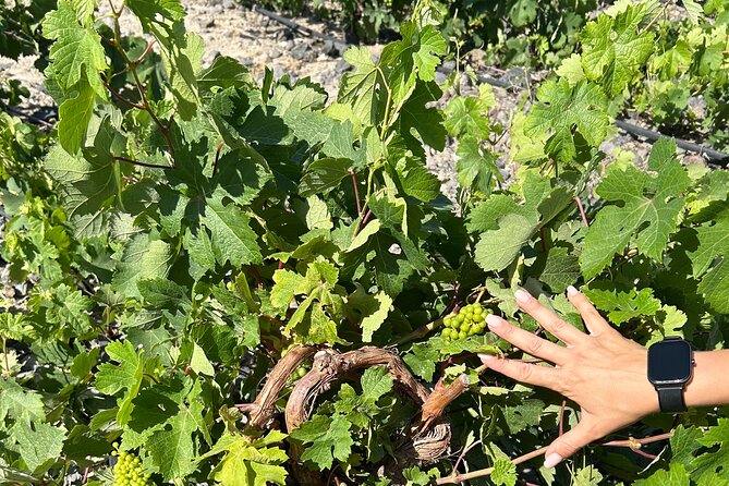 Santorini Horse Riding, Wine Tasting and Authentic Tapas Tour - Getting started with Akrotiri, the volcanic story begins fast