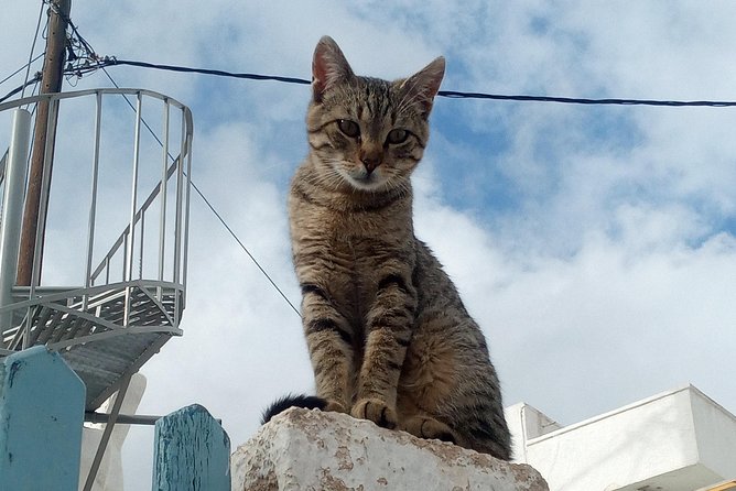 Santorini: Local Life Full Day Tour - Value Math: What $662.26 Covers and What You Still Pay For