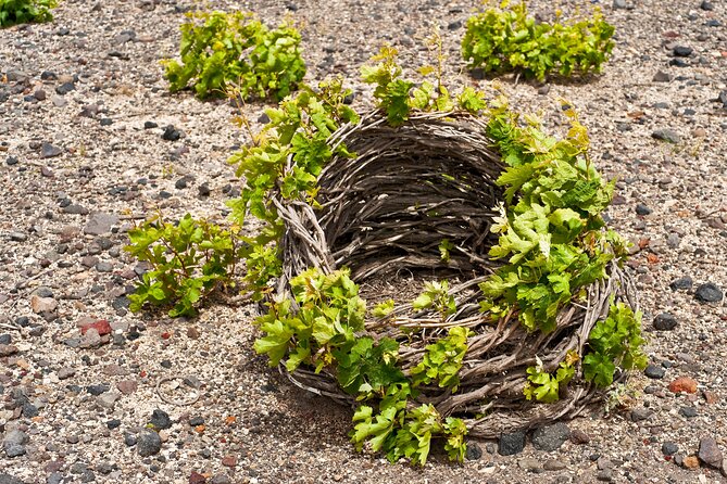 Santorini Local Wineries Tour - Stop 2 at Gaia Winery: a beach setting with restored stone and old industry roots
