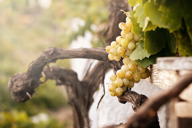 Santorini Local Wineries Tour - Price and value: what $272.07 covers (and why it’s not just transport)