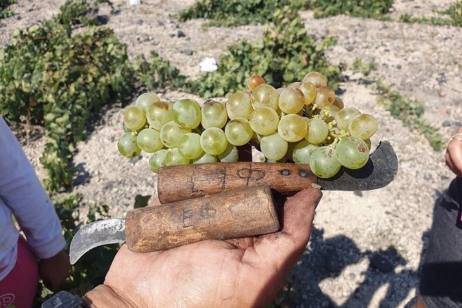 Santorini Private Highlights Tour & Wine Tasting with local guide - Art Space Winery: wine tasting inside pumice-rock chambers