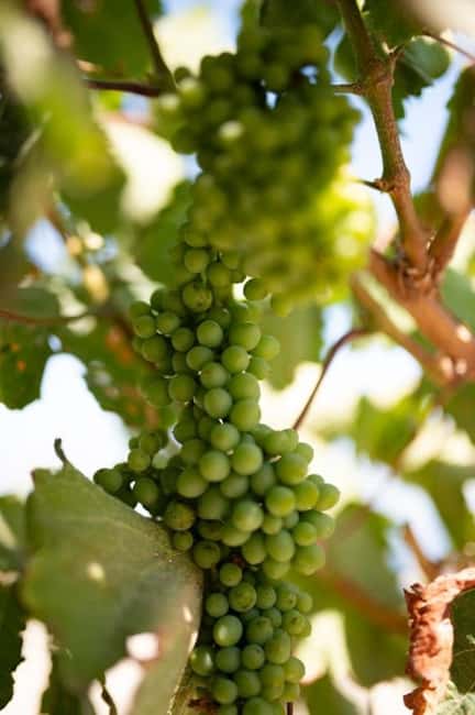 Santorini: Private Olive Oil tasting & Liqueur experience - Should you book SantOrganics?