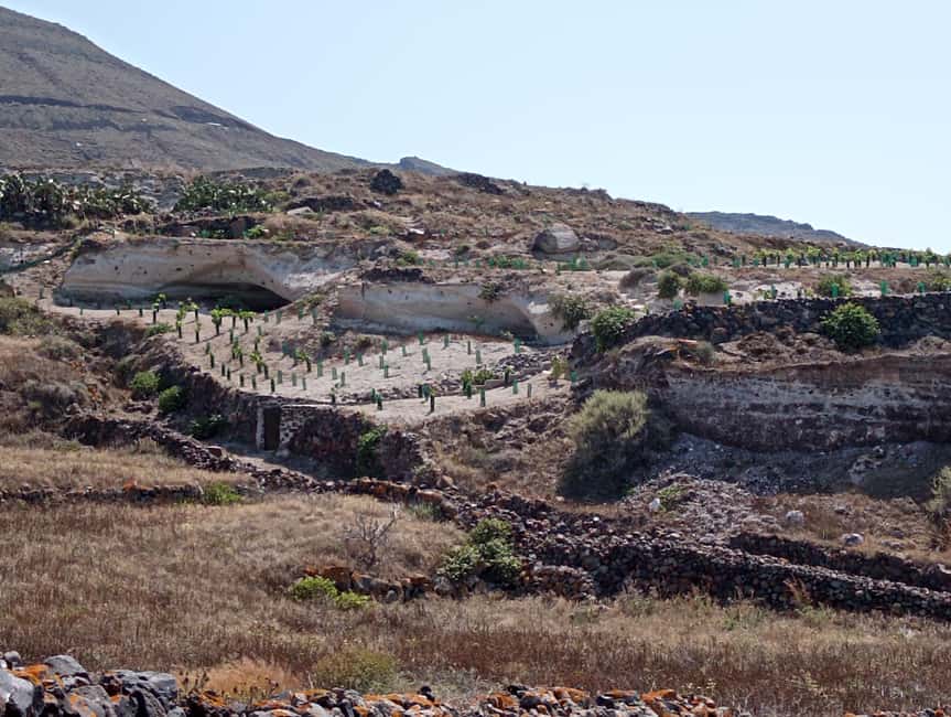 Santorini: Private Olive Oil tasting & Liqueur experience - From Oia’s cobblestones to the SantOrganics estate