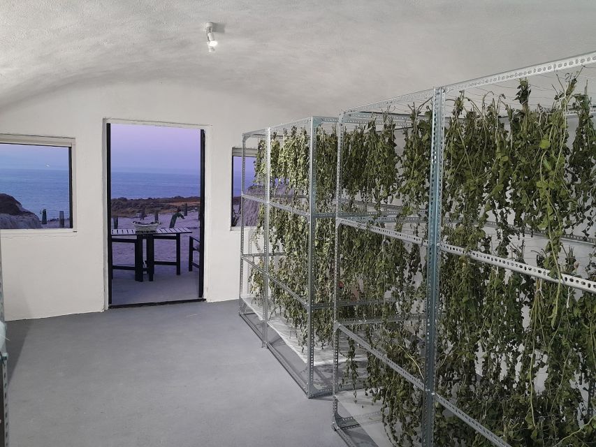 Santorini: Private Olive Oil tasting & Liqueur experience - The rare black raisin vineyard and numbered liqueur flasks