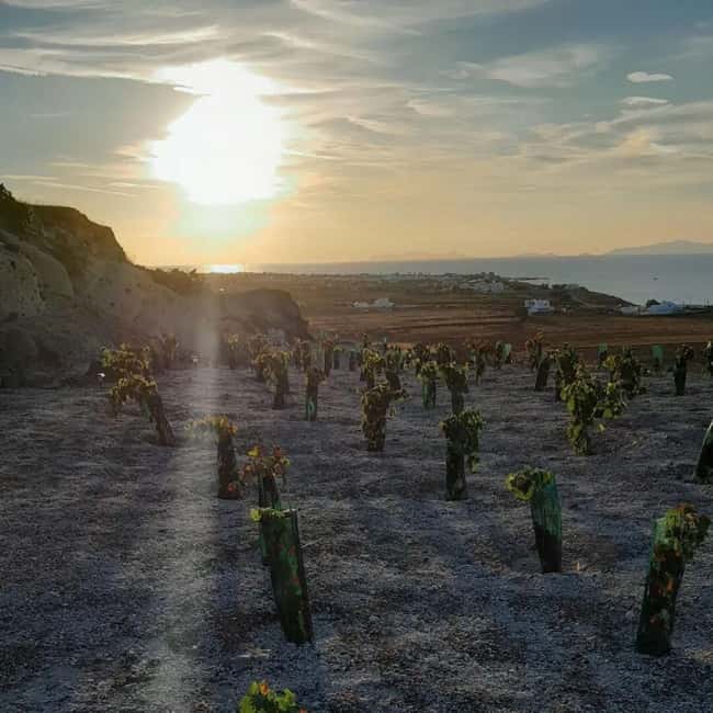 Santorini: Private Olive Oil tasting & Liqueur experience - Who this Santorini olive oil and liqueur tour fits best