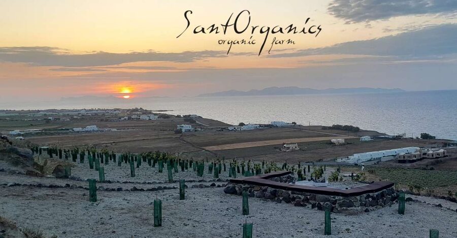 Santorini: Private Olive Oil tasting & Liqueur experience - Olive oil tasting, taught with your nose and tongue