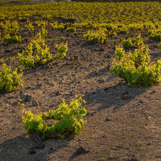 Santorini: Semi- Private wine tour - Through the grapevine - Three winery stops in three settings, and why that matters