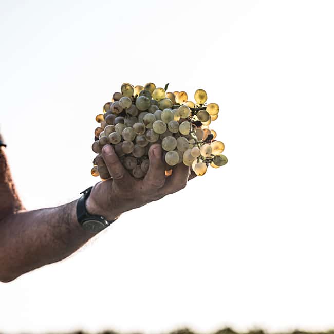 Santorini: Semi- Private wine tour - Through the grapevine - Volcanic terroir explained through what you taste