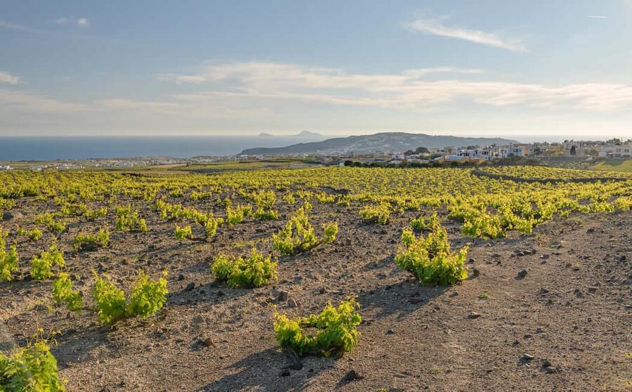 Santorini: Semi- Private wine tour - Through the grapevine - Practical checklist: what to bring, what to skip