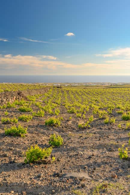 Santorini: Semi- Private wine tour - Through the grapevine - Who this tour suits best