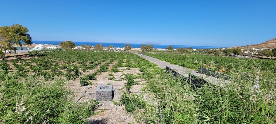 Santorini: Three Wineries and One Brewery Tour with Tastings - Key Highlights You’ll Remember