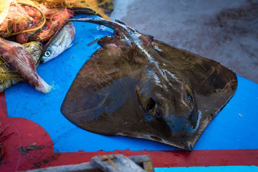 Santorini: Traditional Fishing Trip and Fresh Fish Lunch - Captain Anthi, nets laid ahead, and learning multiple fishing methods