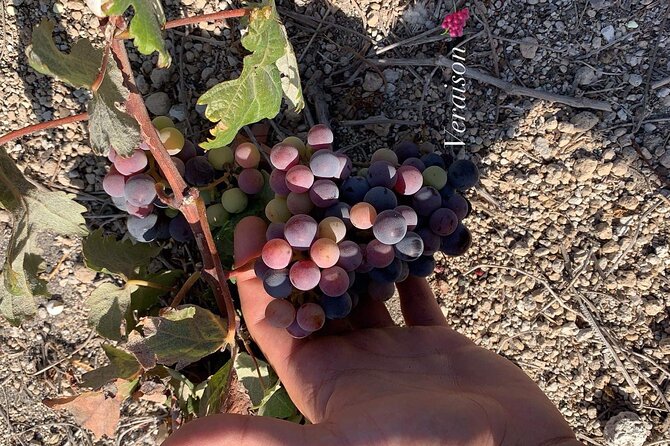 Santorini Wine Experience: 3 Wineries, 12 Tastings & Sunset view - Who this tour suits best (and who should think twice)