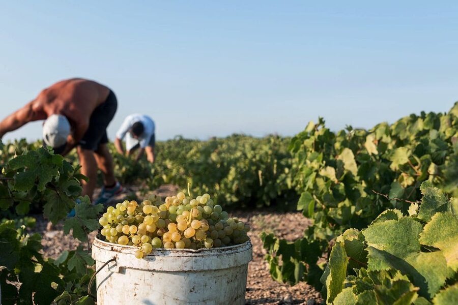 Santorini Wine Roads: Tour of 3 Wineries with a Sommelier - Key things to know before you go