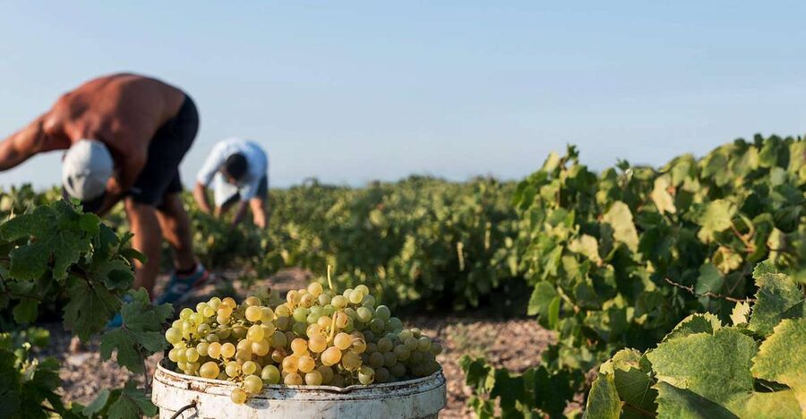 Santorini Wine Roads: Tour of 3 Wineries with a Sommelier - Pairings with Cycladic cheese and local bites: where the flavor lesson clicks
