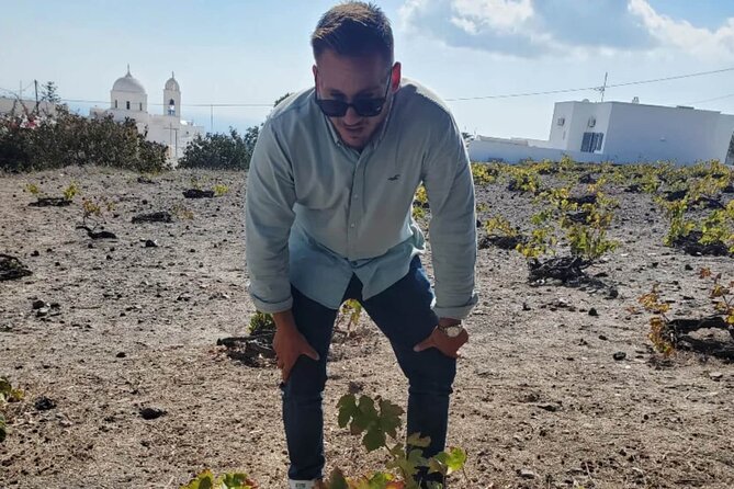 Santorini Wine Tasting: Day or Sunset Private Tour - Stop 3: Gavalas Winery cellars, harvest to maturation, plus cheese and rusks