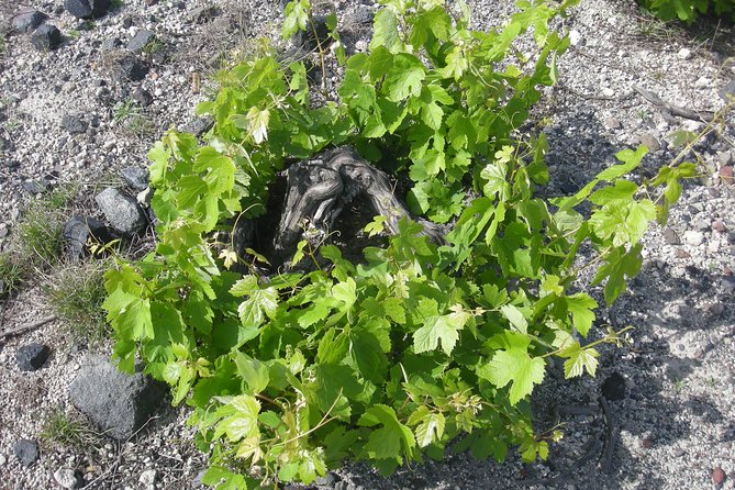 Santorini Wine Tasting & Food Pairing :Taste good life at Santorini - Hotel Pickup and a Tight 4-Hour Plan That Works