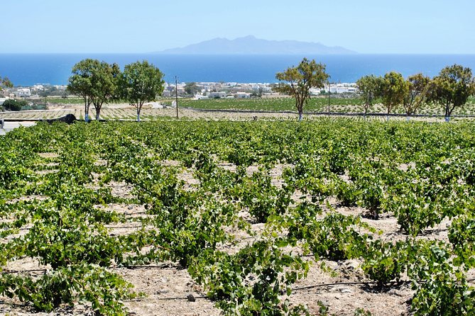 Santorini Wine Tour with sunset in Oia - Price and Value, Plus What You Should Expect
