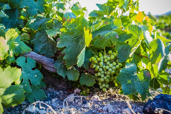 The Whole 9 Yards Full-Day Small-Group Tour of Santorini - Stop 5: Santo Wines guided tasting with caldera views
